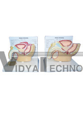 The model of male pelvic cavity